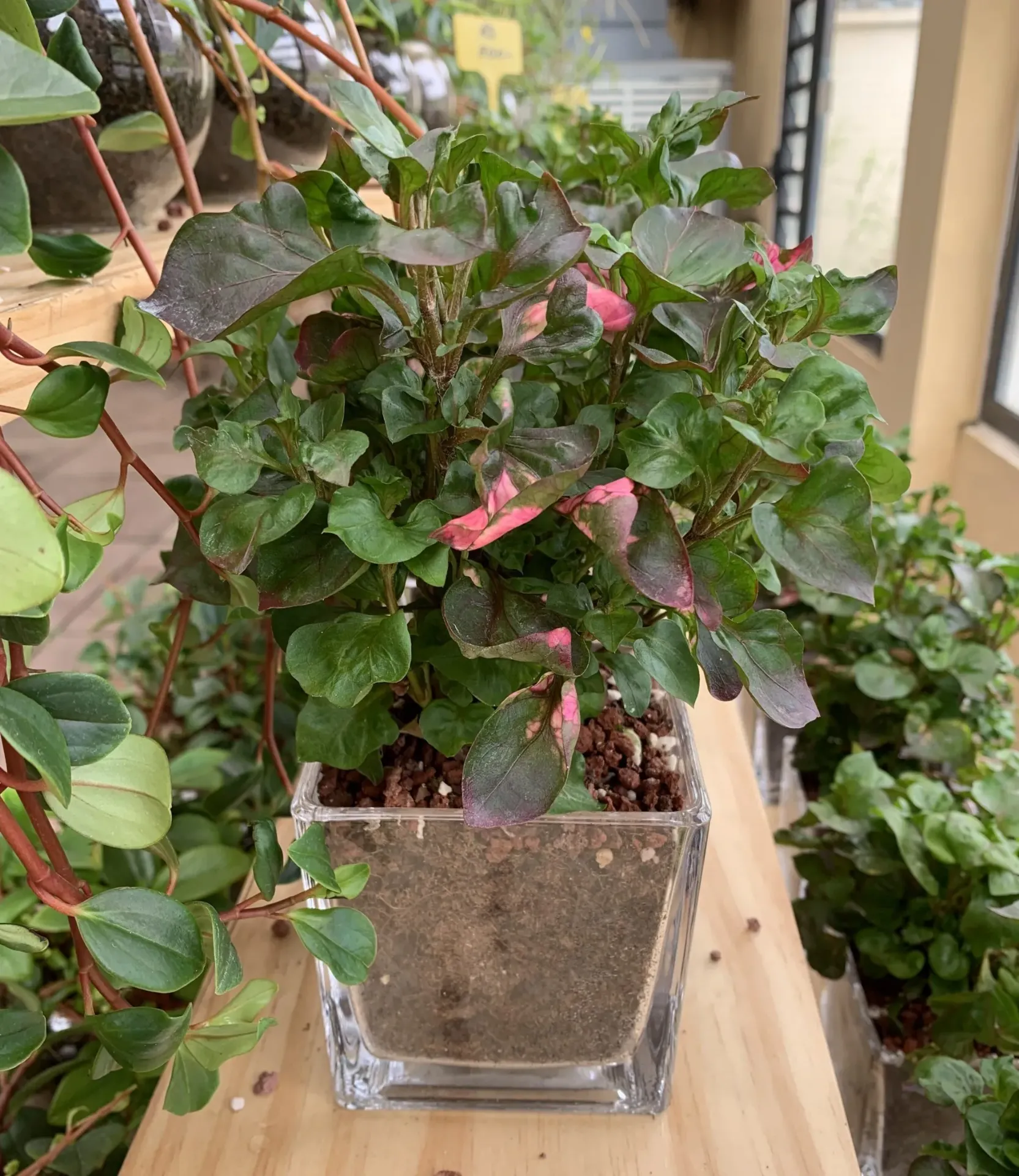 Foliage Alternanthera Tricolor w/Glass Jar