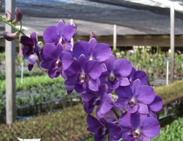 Dendrobium Burana Blue Classic