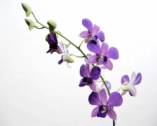 [Kul-Ameer/NazirApr25] Dendrobium Genting Blue