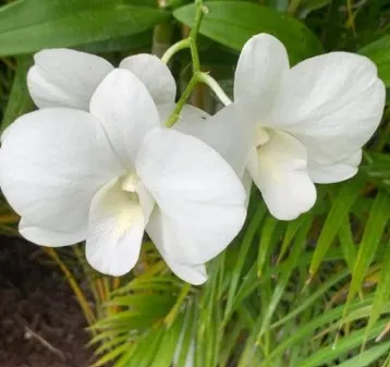 [Kul-Ameer/NazirApr25] Dendrobium Burana White Giant #2