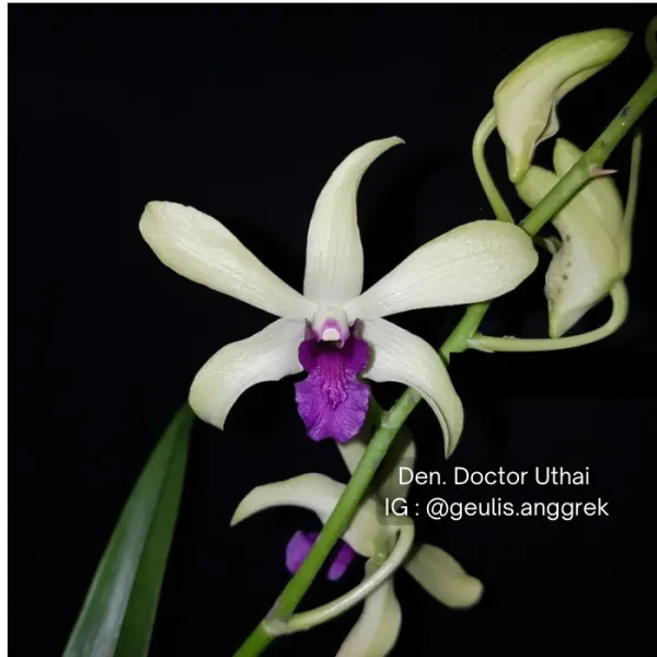 Dendrobium Dr Uthai x mini