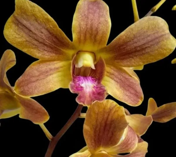 Dendrobium Brown 299