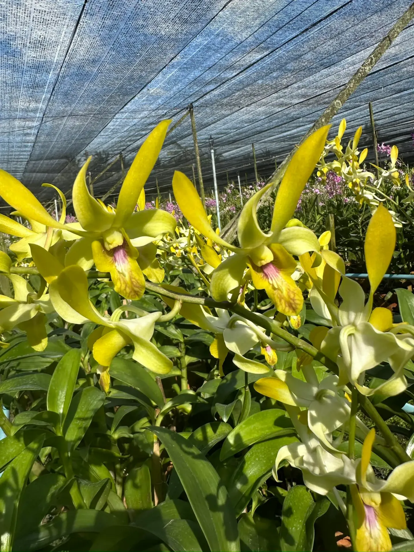 Dendrobium W83 Canary Gold