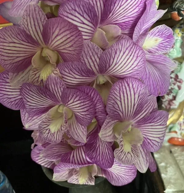 Dendrobium Kaoyai Stripe