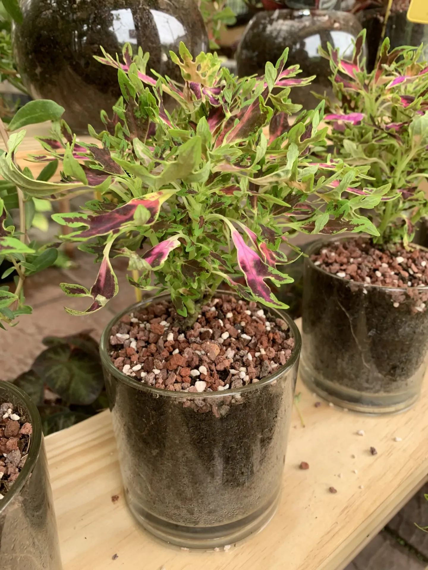 Foliage Coleus w/Glass Jar