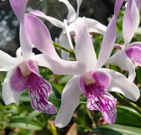 Dendrobium Caesar Warawan
