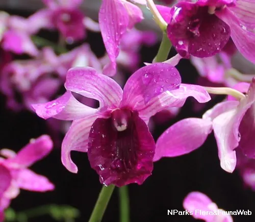 Dendrobium Renah Zahran Pink