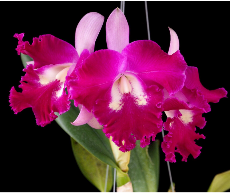 [AmThai Feb26] Cattleya Sangob Delight - non-blooming