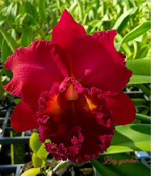 Cattleya Suvarnabhumi Magic