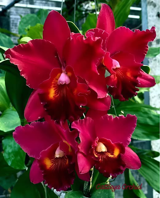 [AmThai Feb26] Cattleya Nakhonchaisri Red - non-blooming