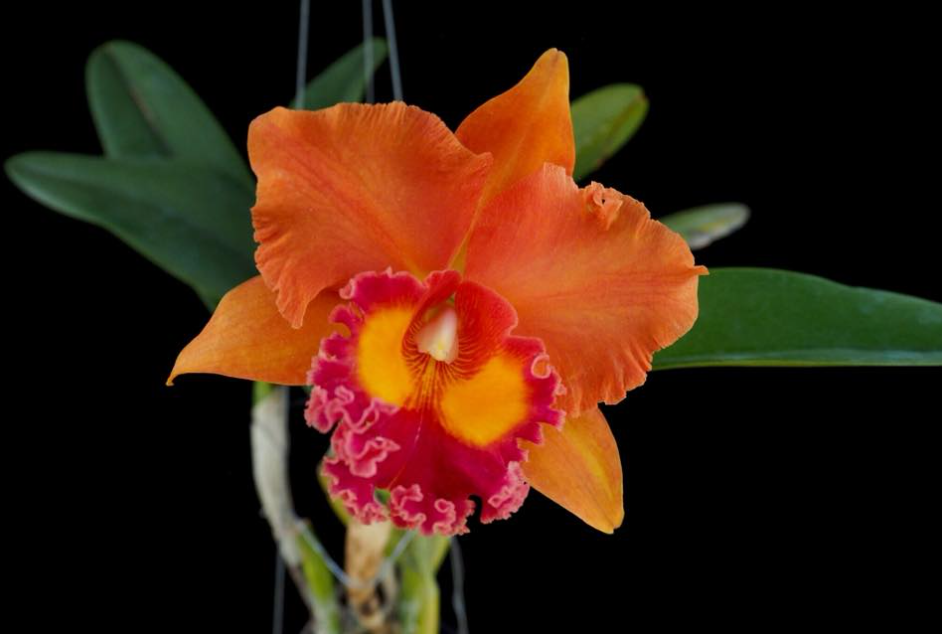 Rhyncholaeliocattleya Jairak Summer - non-blooming
