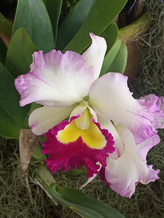 Cattleya Ann Joy 2 - non-blooming
