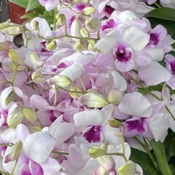 Dendrobium King Dragon Dokpakbung