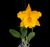 Cattleya Golden Diamond