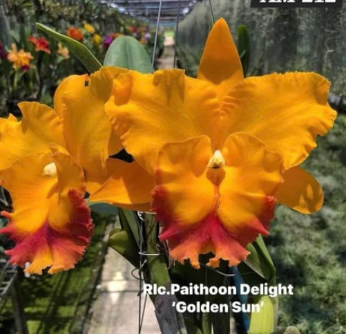 [AmThai Feb26] Cattleya Paithoon Delight 'Golden Sun' - non-blooming
