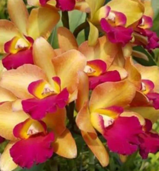 Cattleya River Kwai Floating - non-blooming