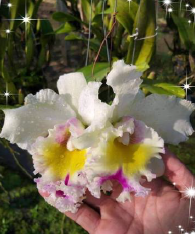 Cattleya River Kwai White