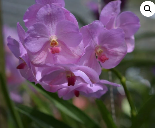 [AmThai Feb26] Vanda 40142 Sakura pink KC - non-blooming