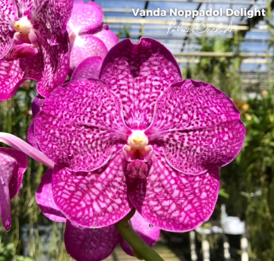 Vanda 40404 Noppadol Delight