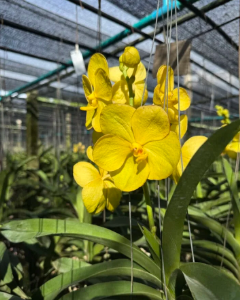 [AmThai Feb26] Vanda 40405 Lemon Magic - non-blooming