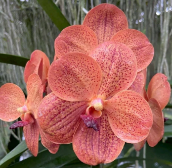 [AmThai Feb26] Vanda 40410 Orange - non-blooming