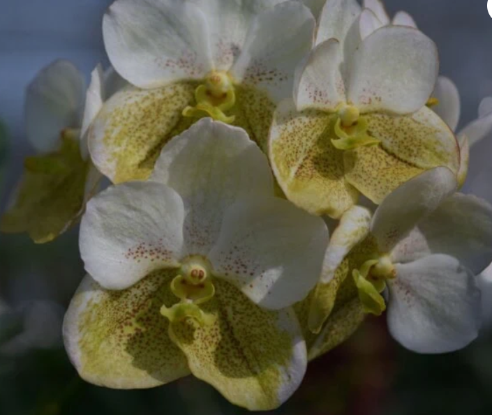Vanda 40411 White Yellow - non-blooming
