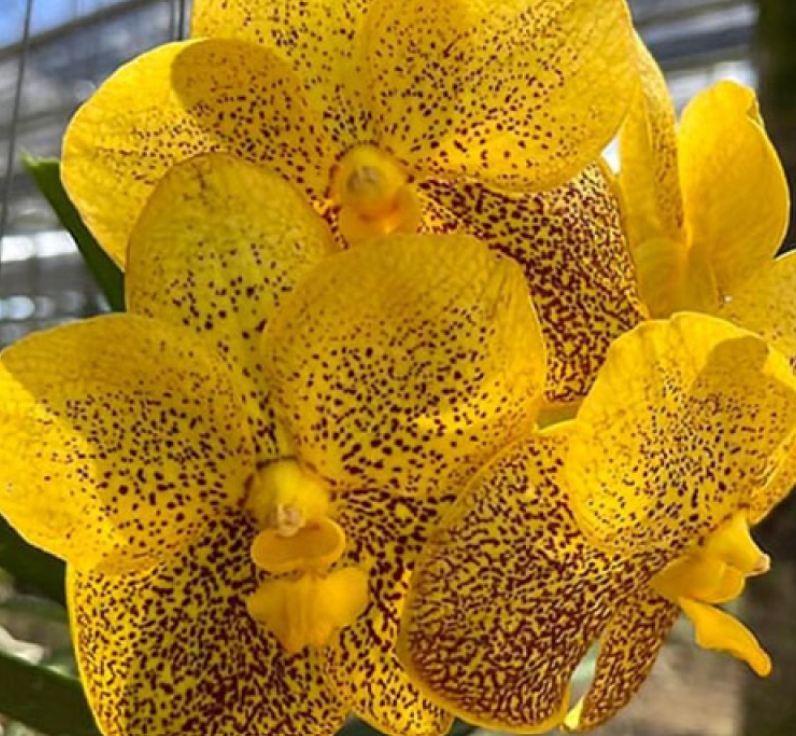 Vanda 40412 yellow spots