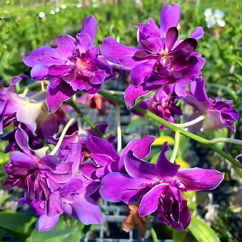 Dendrobium Burana Sunshine Mutrate Blue