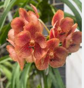 [AmThai Feb26] Vanda 40414 KC - non-blooming