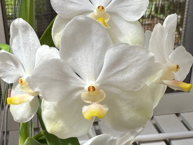 [AmThai Feb26] Vanda 40480 Ploenpit white - non-blooming