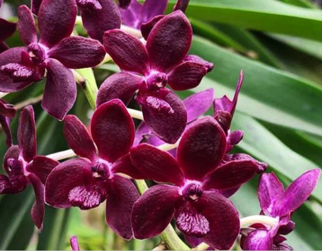 [AmThai Feb26] Vanda 40641 Colmarie - non-blooming