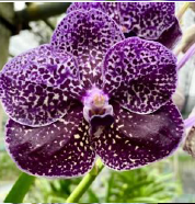Vanda Kasem Delight x Kulwadee