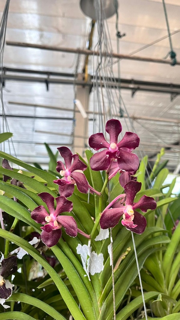 Vanda Tesselatta hybrids