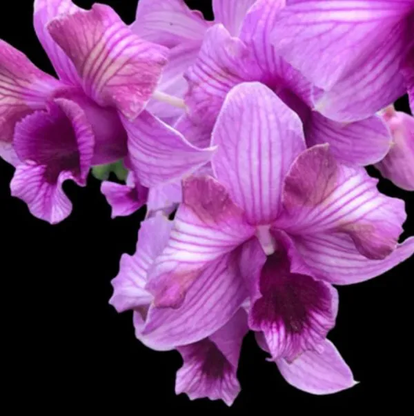 Dendrobium King Dragon x Pink Stripe