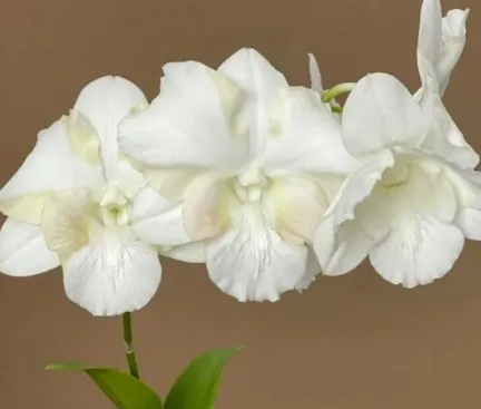 [Kul-Ameer/NazirApr25] Dendrobium King Dragon White