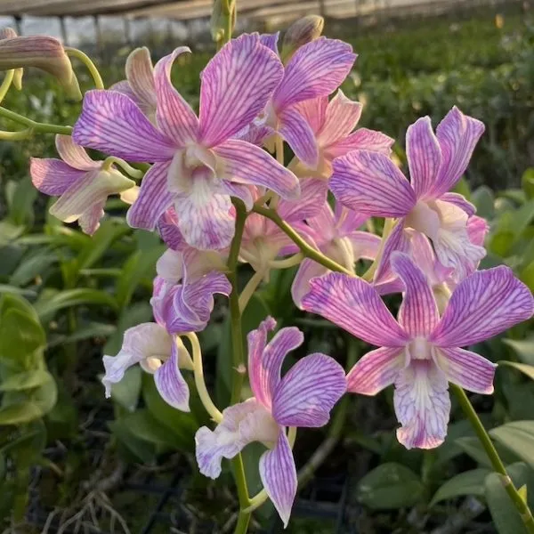 Dendrobium Pinky Stripe