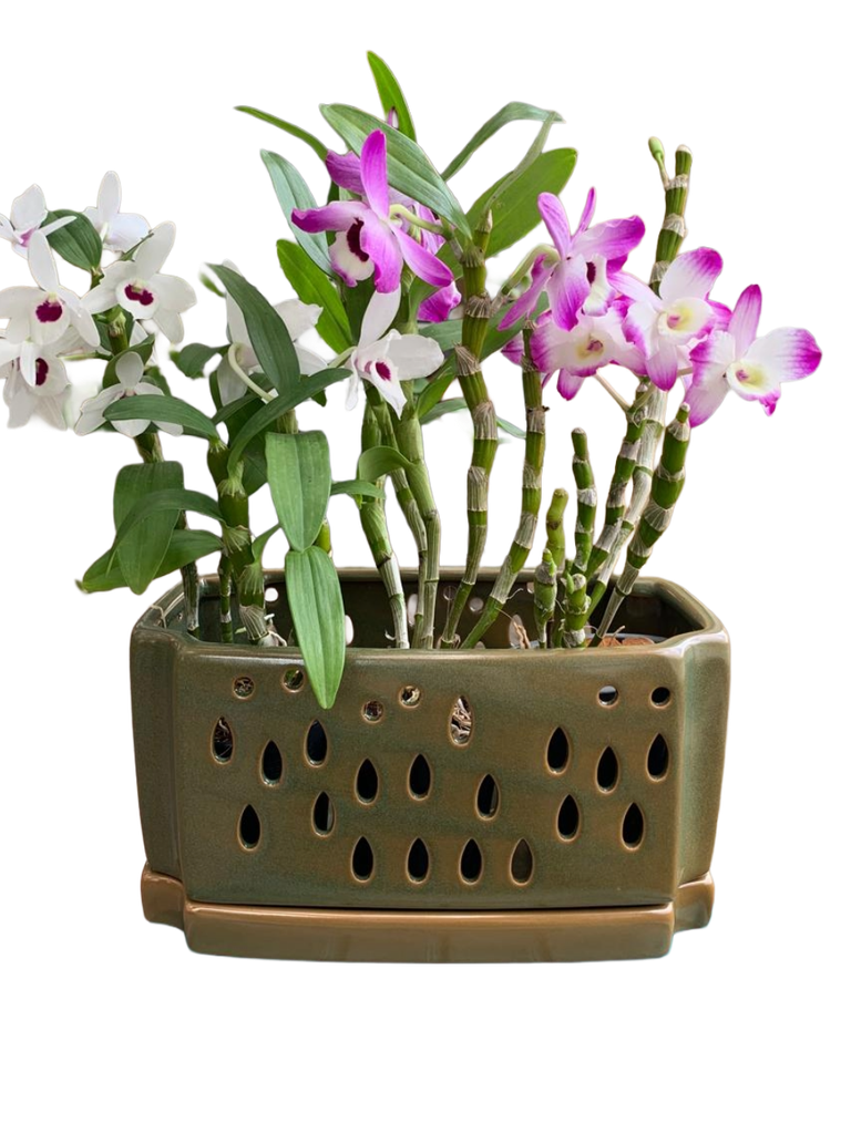 Orchid Ceramic Pot Green G1