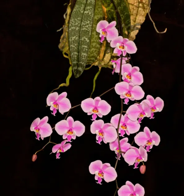 Phalaenopsis Schilleriana