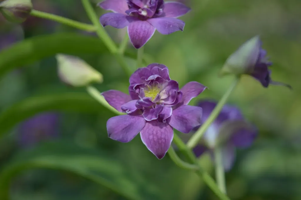 Dendrobium Blue Rose