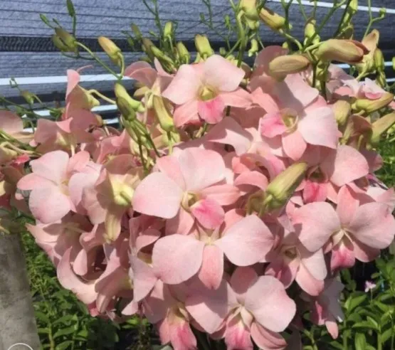 Dendrobium Sirin Peach