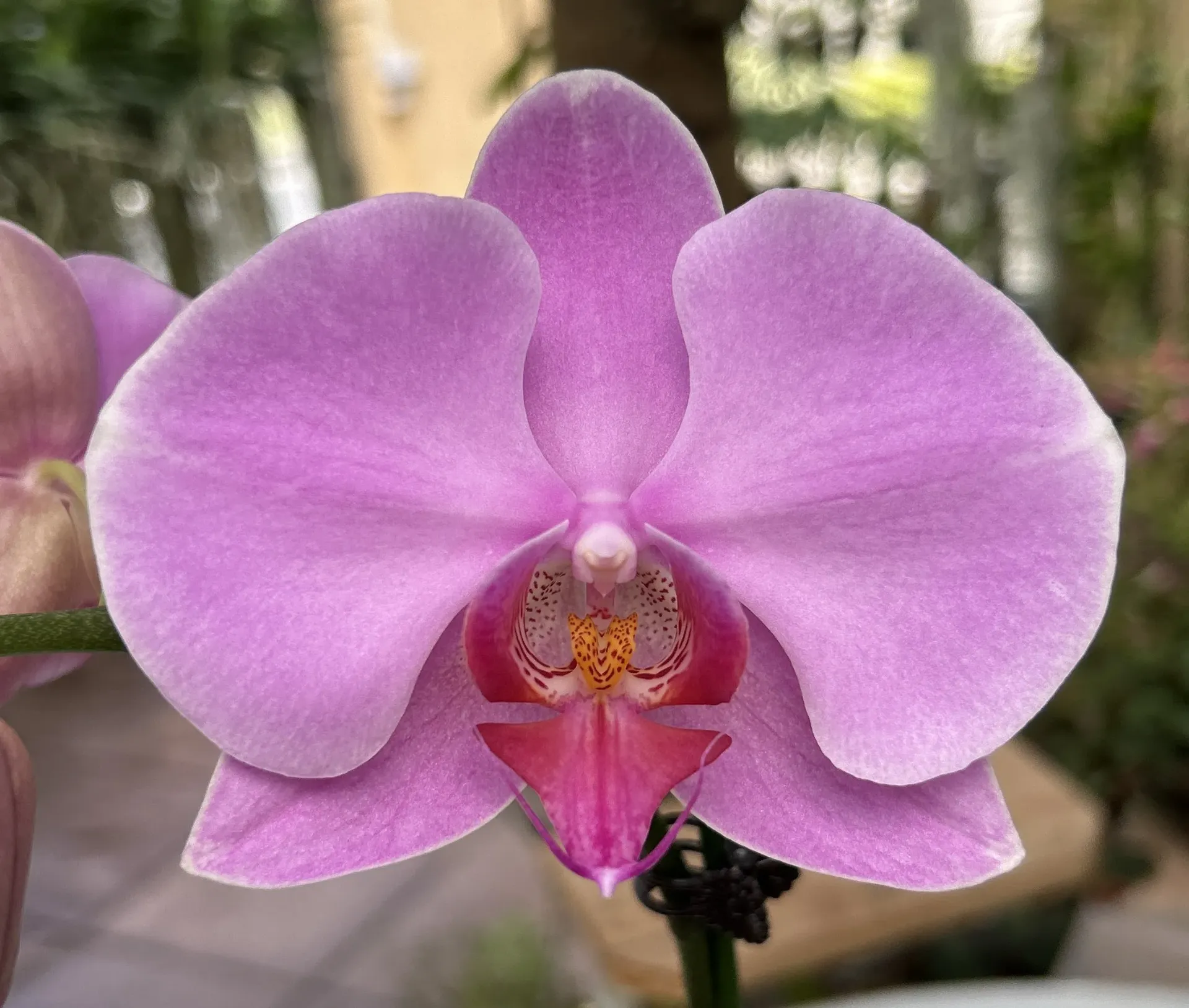 [TLNov25] G402 Phal Cheng-De Beauty flower size 11cm [large plant]