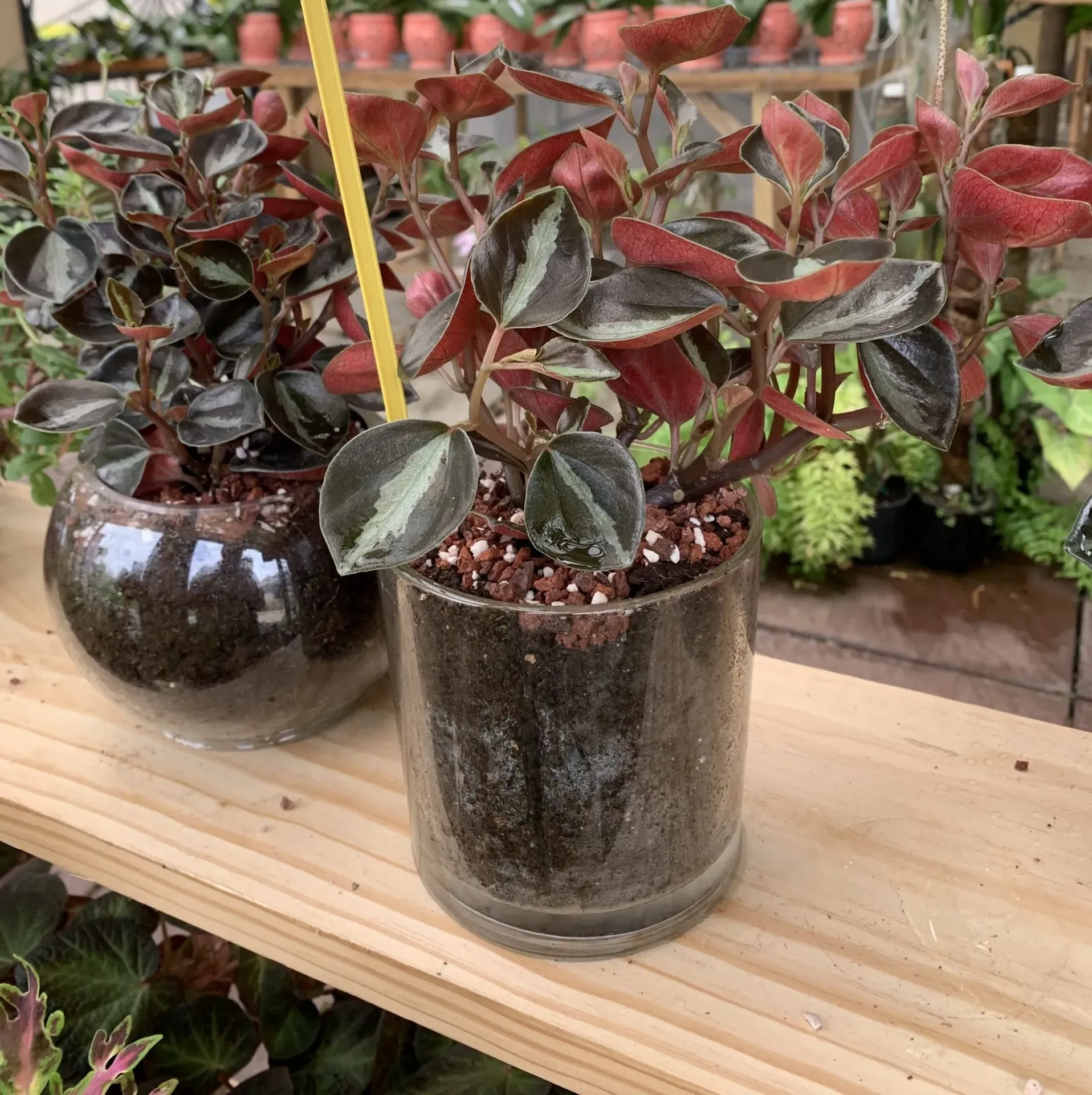 Foliage Peperomia Red w/Glass Jar