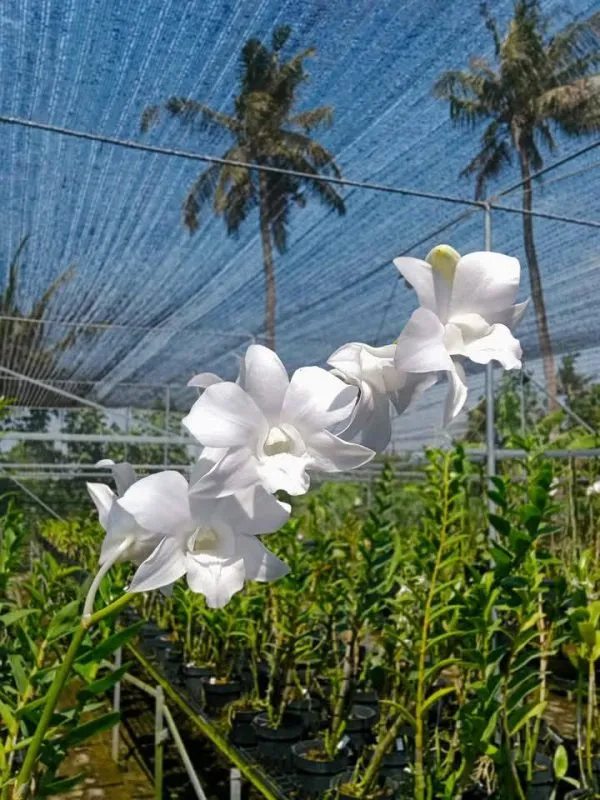 [Kul-Ameer/NazirApr25] Dendrobium Caesar Burana White Giant