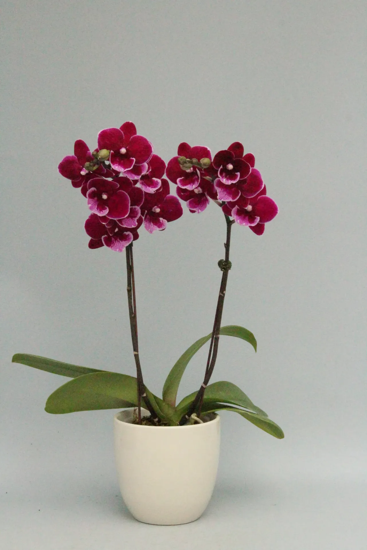 Phal antonia - non-blooming