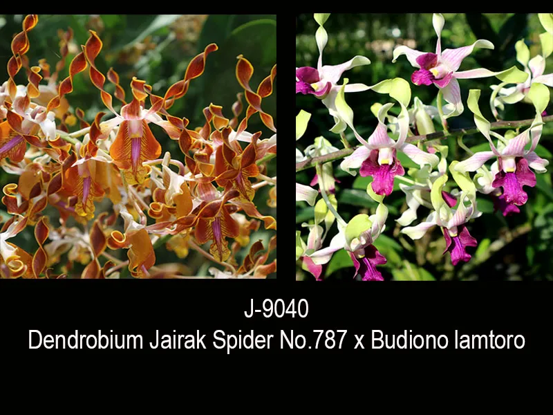 Dendrobium hybrids (Jairak Spider No.949 x Budiono lamtoro) Helix shape