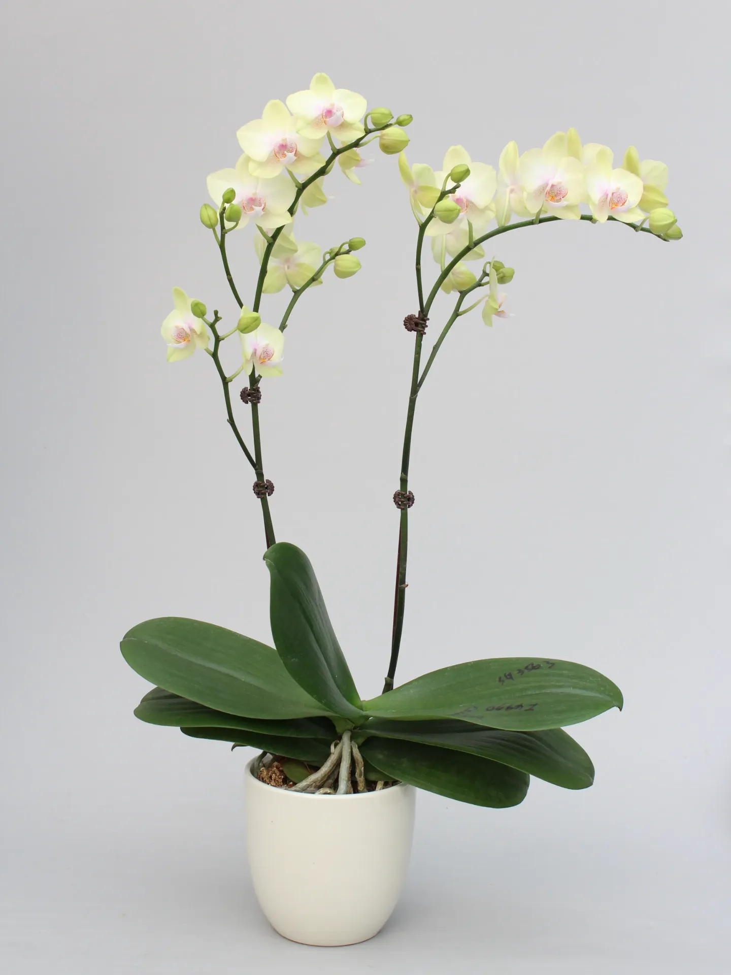 Phal Akari - non-blooming