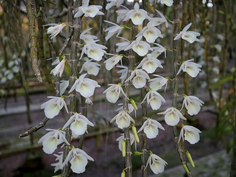 Dendrobium cretaceum