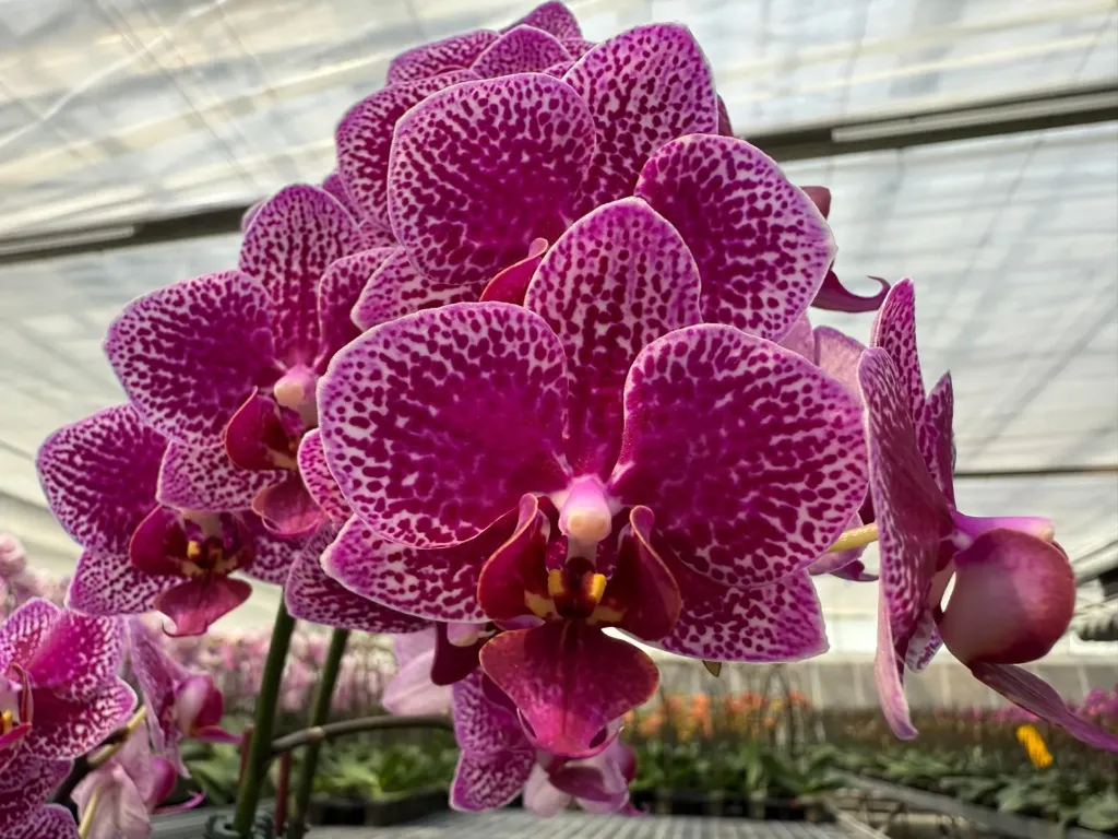 [TLFeb2026] K975 Phal Stellar - plant only