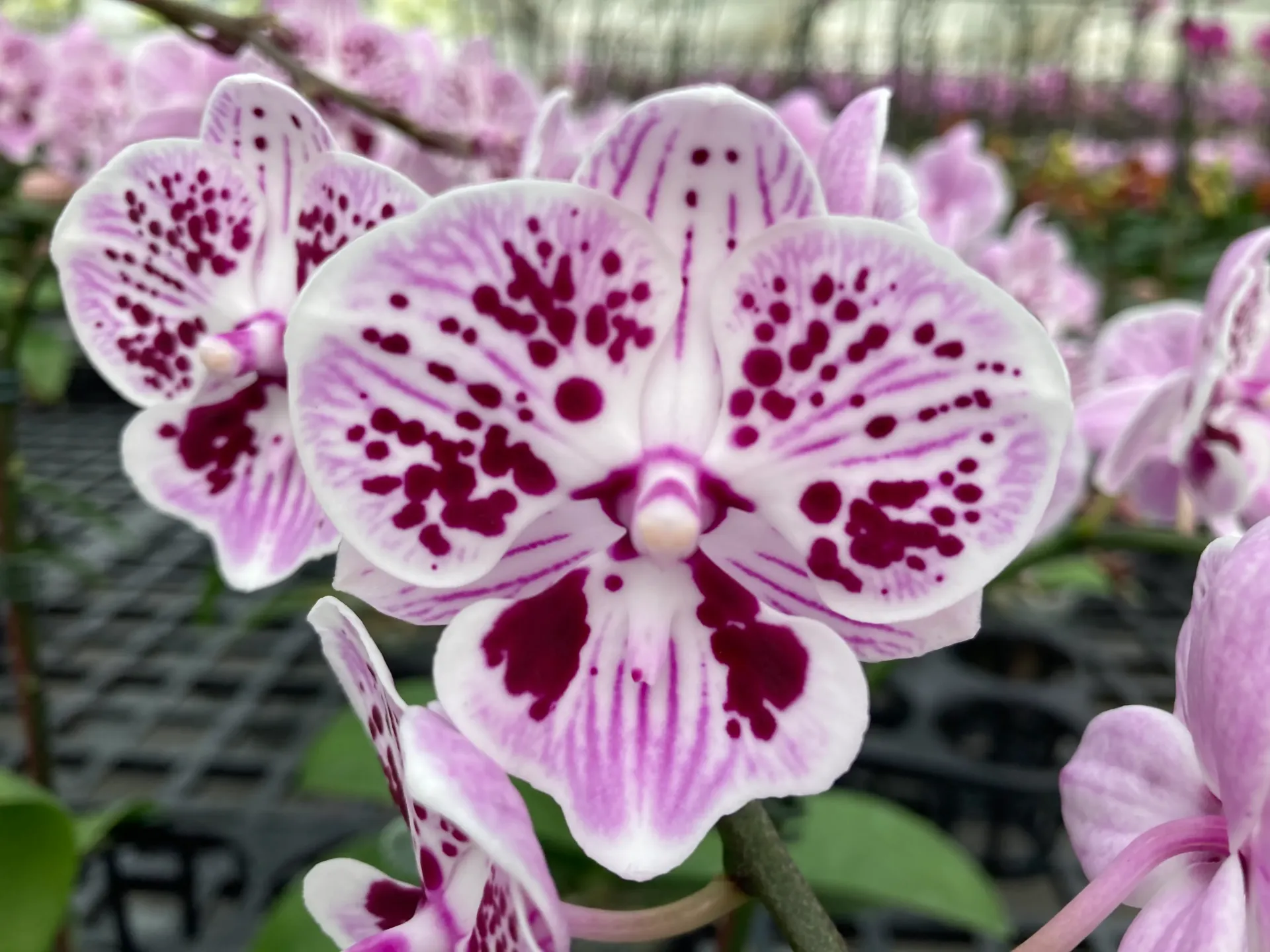 [TLFeb2026] L010 Phal Reyoung Dottie- plant only