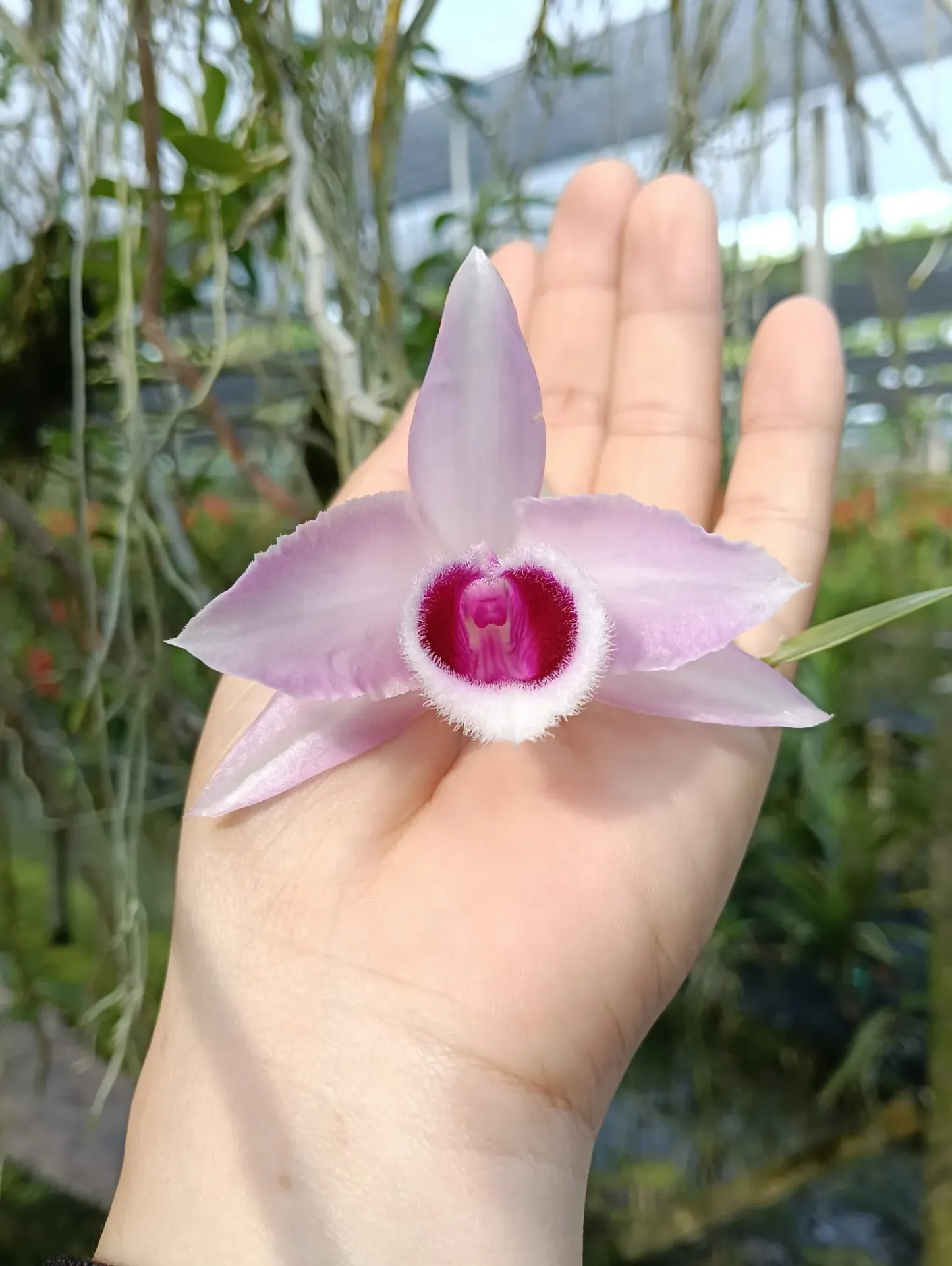 Dendrobium hybrids (anosmum semi ‘Pink’ Taiwan x Nestor ‘Semi’)